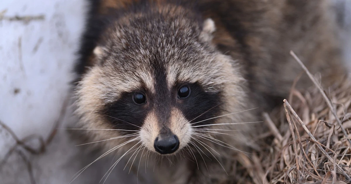 アライグマの生態とは?主な被害や対策方法について解説