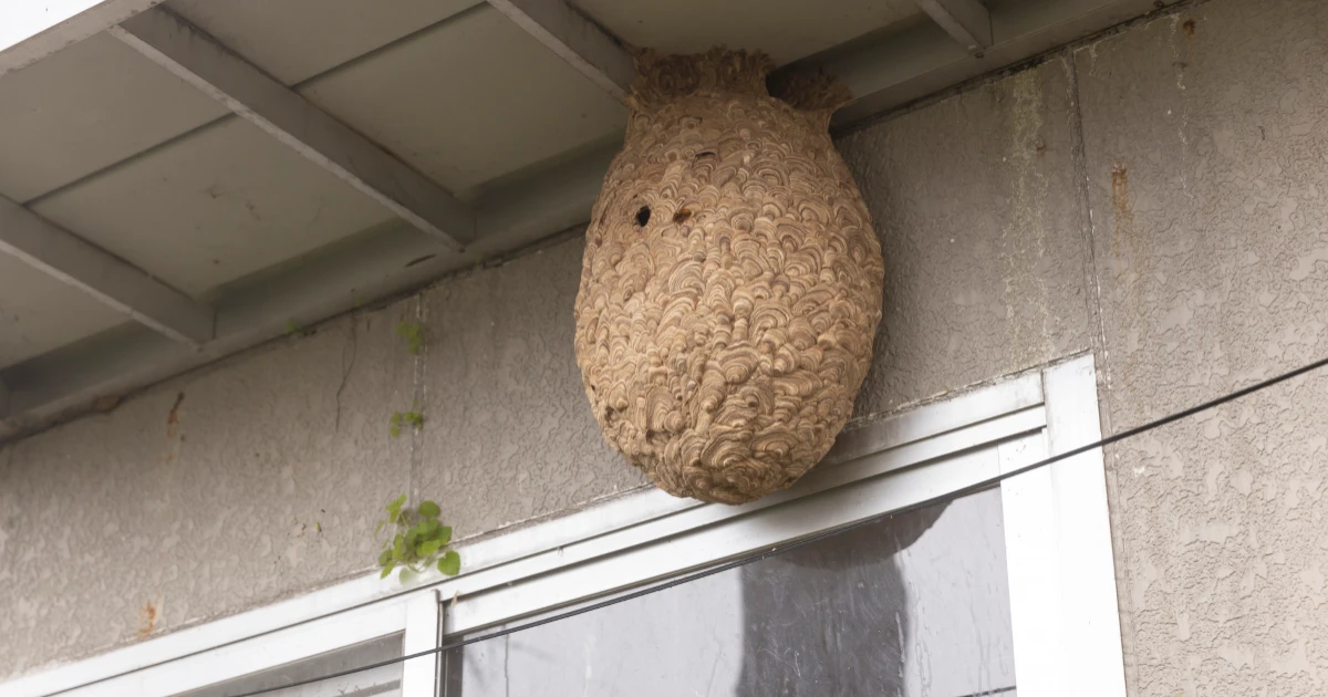軒下に蜂の巣が!駆除の方法や作らせない対策を解説します