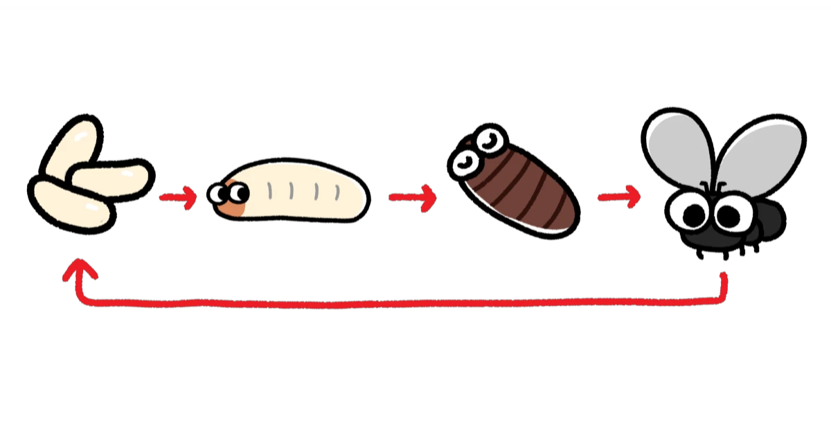 コバエは卵のうちに駆除しよう!卵の見つけ方や駆除方法などを解説します