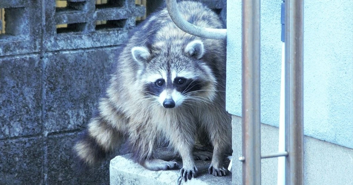 アライグマが猫を食べるって本当?ペットの被害を防ぐためにできることとは
