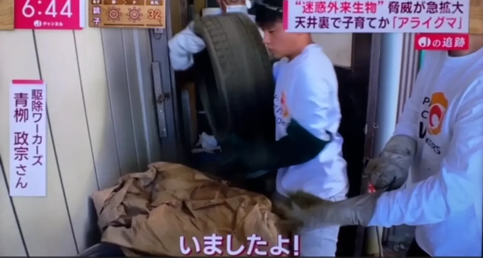 テレビ朝日_スーパーJチャンネルでアライグマに関する取材協力をした際の放送画面