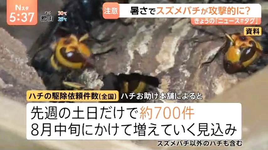 TBS「Nスタ」でスズメバチに関する調査データが紹介された際の放送画面