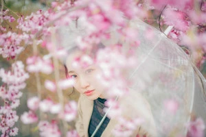 傘をさして桜を見上げる女性の写真