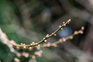 梅の花のつぼみの写真