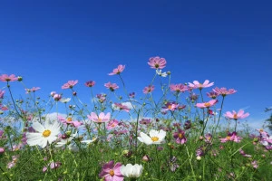 コスモスと秋晴れの写真