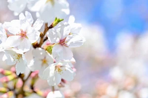 桜の開花の写真