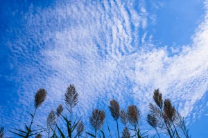 爽やかな秋空