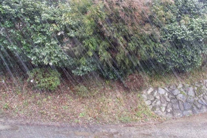 みぞれの写真