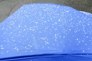 傘に積もった小雪の写真