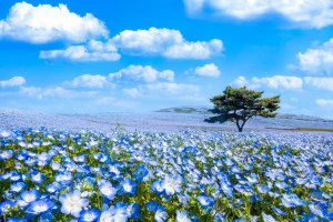 国営ひたち海浜公園のネモフィラの写真