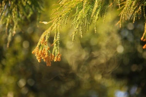 花粉イメージ写真