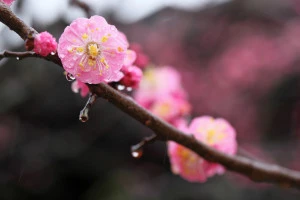 雨に濡れる梅の花の写真