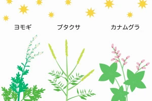 秋の花粉症の原因になる植物のイラスト