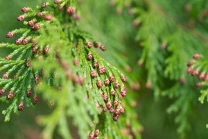 花粉症を引き起こす植物（ヒノキ）の写真