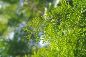 ひのき花粉イメージ画像