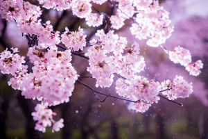 雨の桜の写真