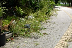 台風に倒された鉢