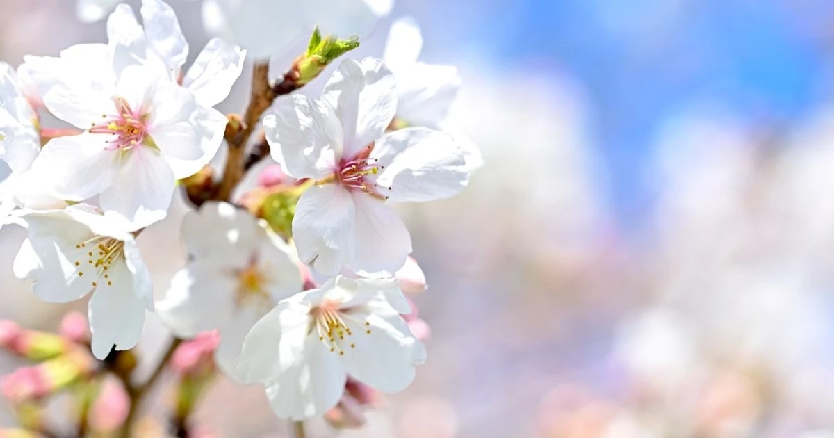 今週は20℃前後の暖かさ スギ花粉はピーク越えへ ヒノキ飛散が増加