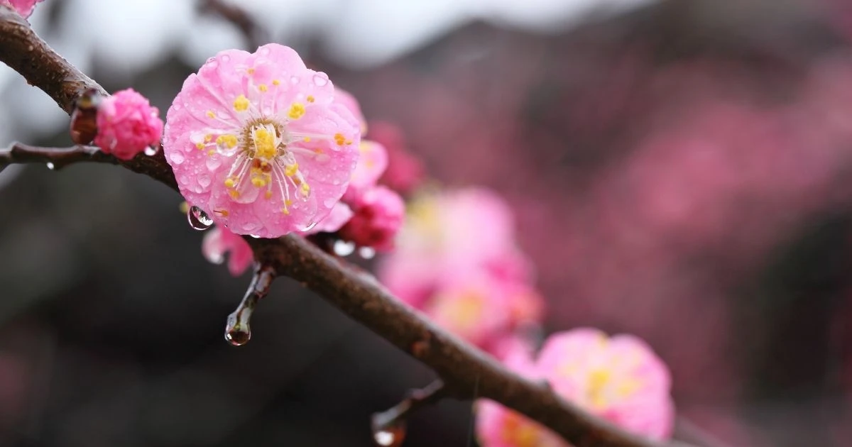 本州付近は今週天気変わりやすく 寒暖差と花粉に注意