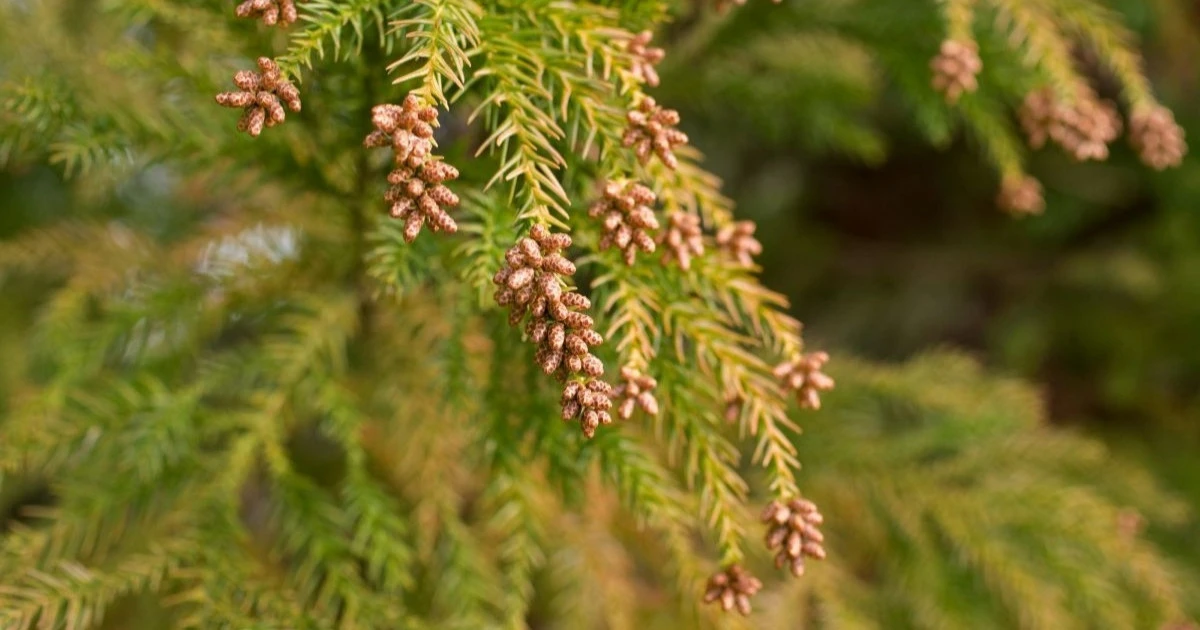 週末は広範囲で晴れ　関東～近畿でスギ花粉「非常に多い」