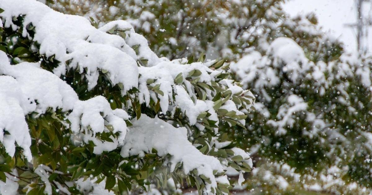 多摩山沿いで大雪の見込み　3日夜から4日にかけ警戒