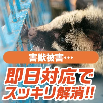 株式会社パキラのイメージ画像