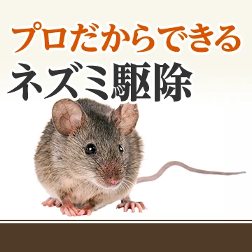 キズナのイメージ画像