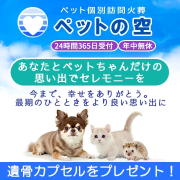 ペットのソラのイメージ画像