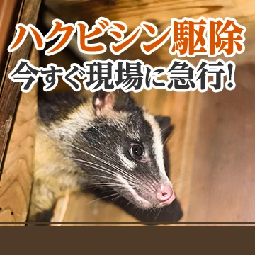 キズナのイメージ画像