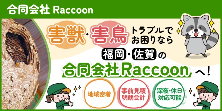 合同会社Raccoonイメージ画像