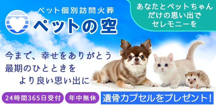 ペットのソラ