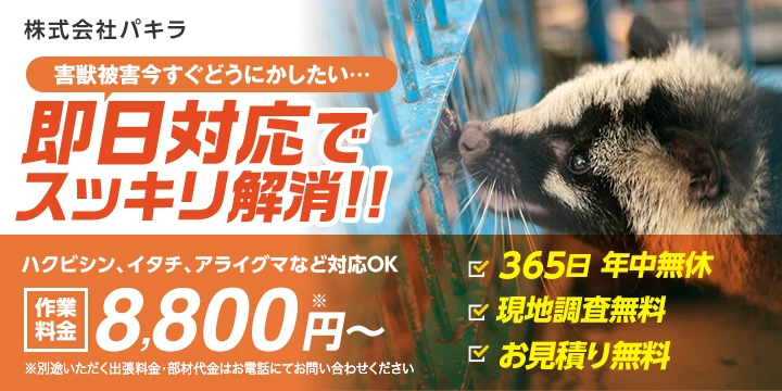 株式会社パキラ