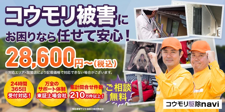 コウモリ駆除naviイメージ画像