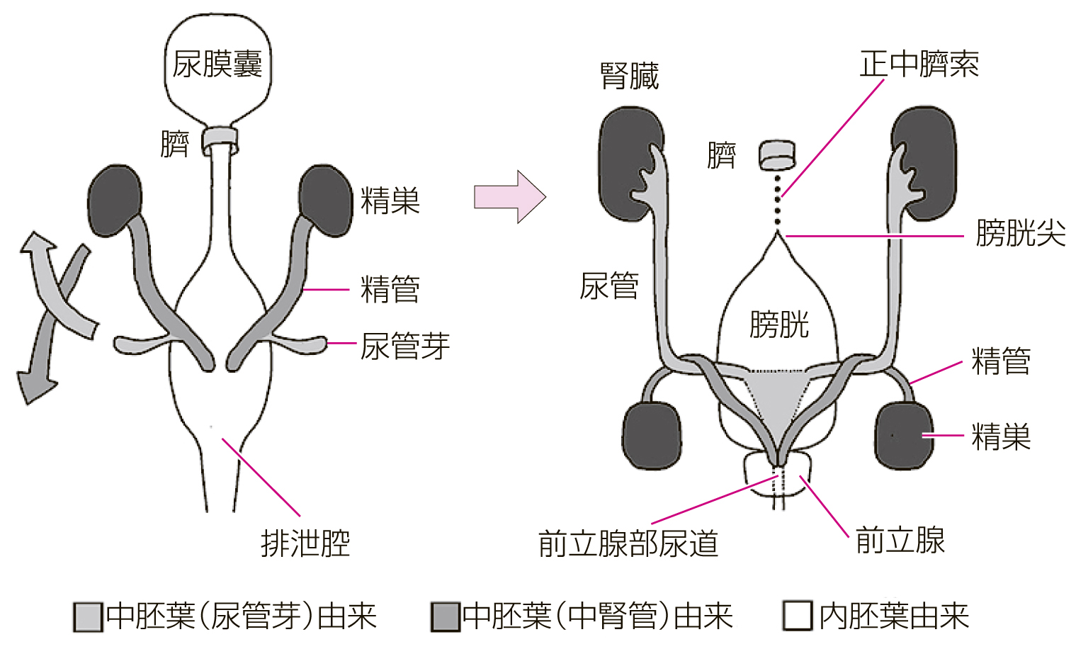 留置导尿术_word文档在线阅读与下载_无忧文档