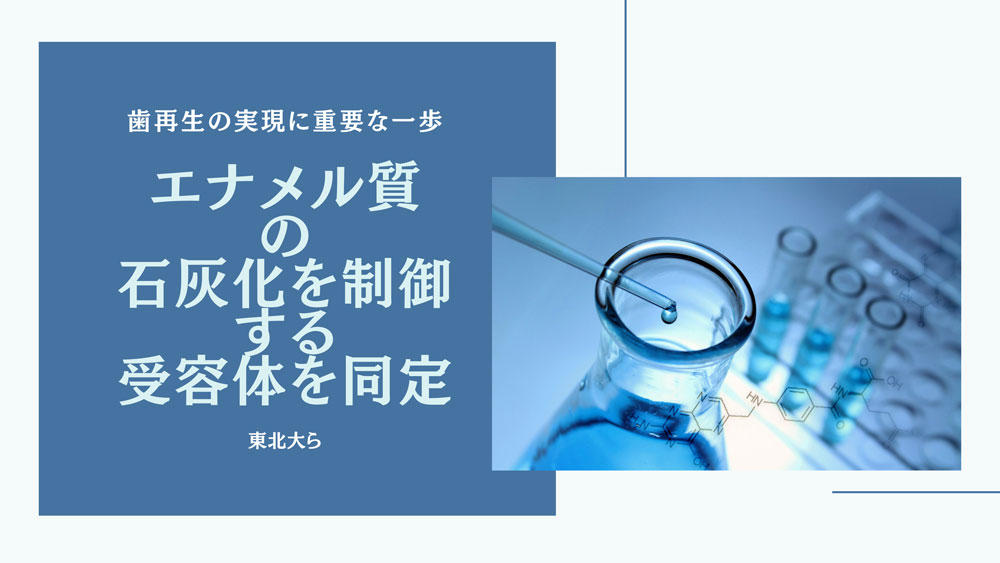 エナメル質の石灰化を制御する受容体を同定　東北大の画像です