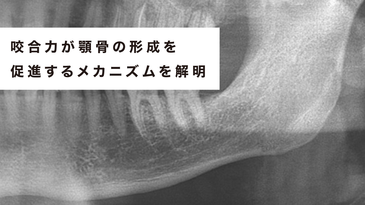 咬合力が顎骨の形成を促進するメカニズムを解明 東京医歯大の画像です