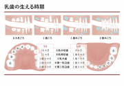 乳歯の生える時期