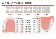 永久歯の生える時期