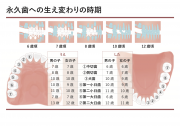 永久歯の生える時期