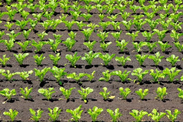 【牛糞・鶏糞】堆肥施用量の目安と算出方法！ 質&収量を上げる土作りとは minorasu(ミノラス) 農業経営の課題を解決するメディア