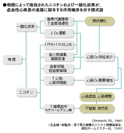 呼吸器 循環器とたばこ Helc ヘルシー
