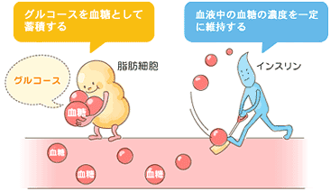 血糖をコントロールするインスリン