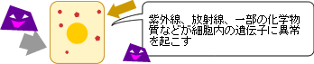 がん細胞の発生と進行1