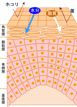 ノーマルスキン