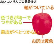 おいしい「りんご」の見分け方