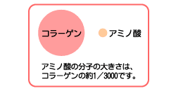 アミノ酸とコラーゲンの大きさ比較