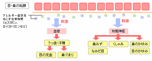 IgE抗体が作られるしくみ