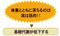 食事制限後は基礎代謝量も低下する