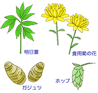 神経成長因子（NGF）の生成を促す植物