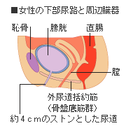 女性の下部尿路と周辺臓器
